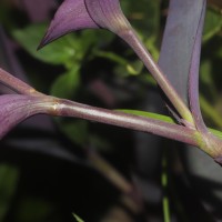 Tradescantia pallida (Rose) D.R.Hunt